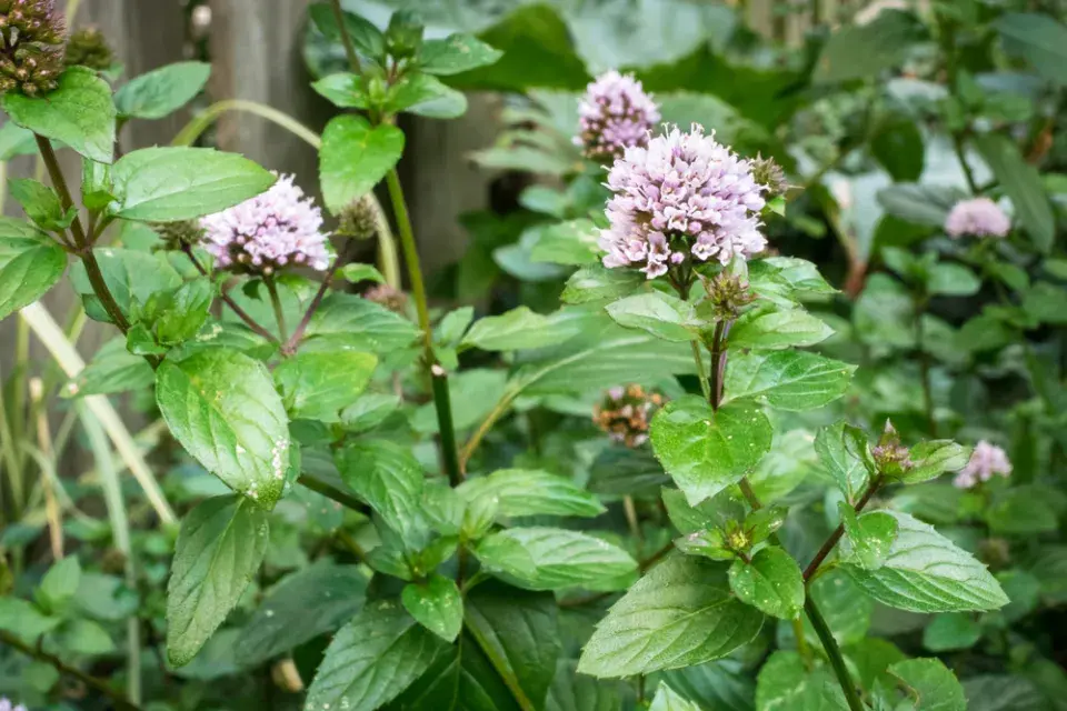 Máta peprná (Mentha piperita)