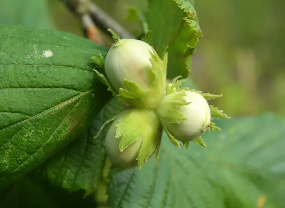 Líska obecná (Corylus avellana) 
