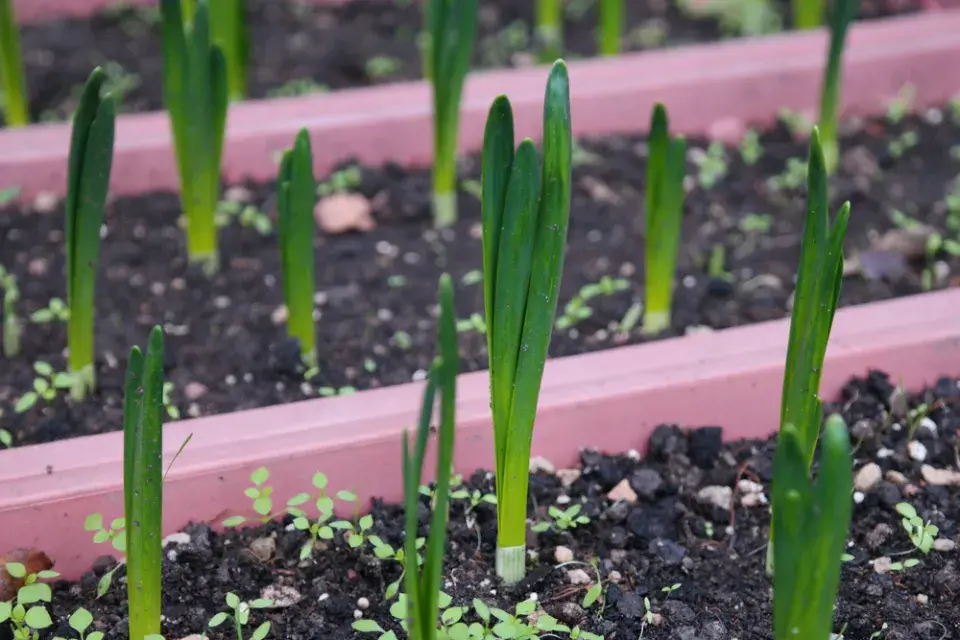 cibuloviny na balkoně