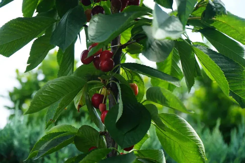 sloupovité třešně