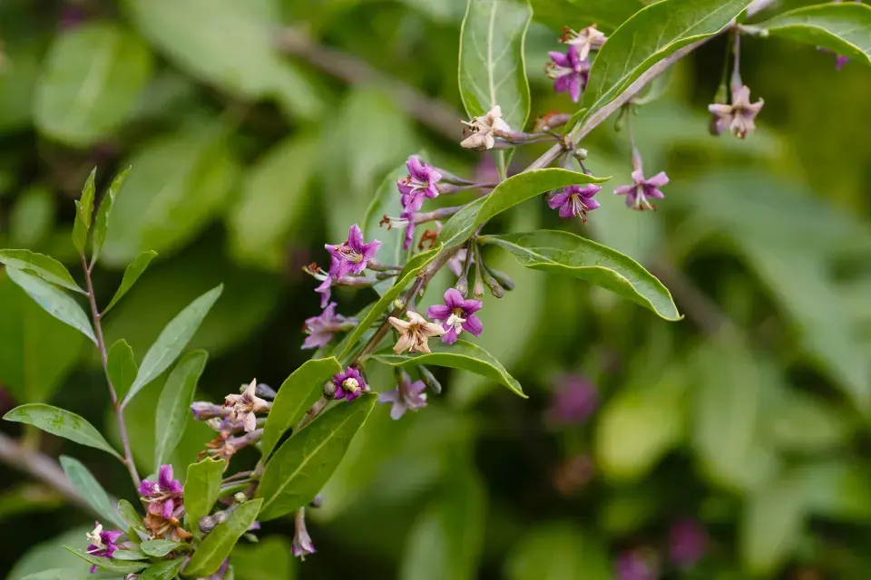 květy kustovnice čínské