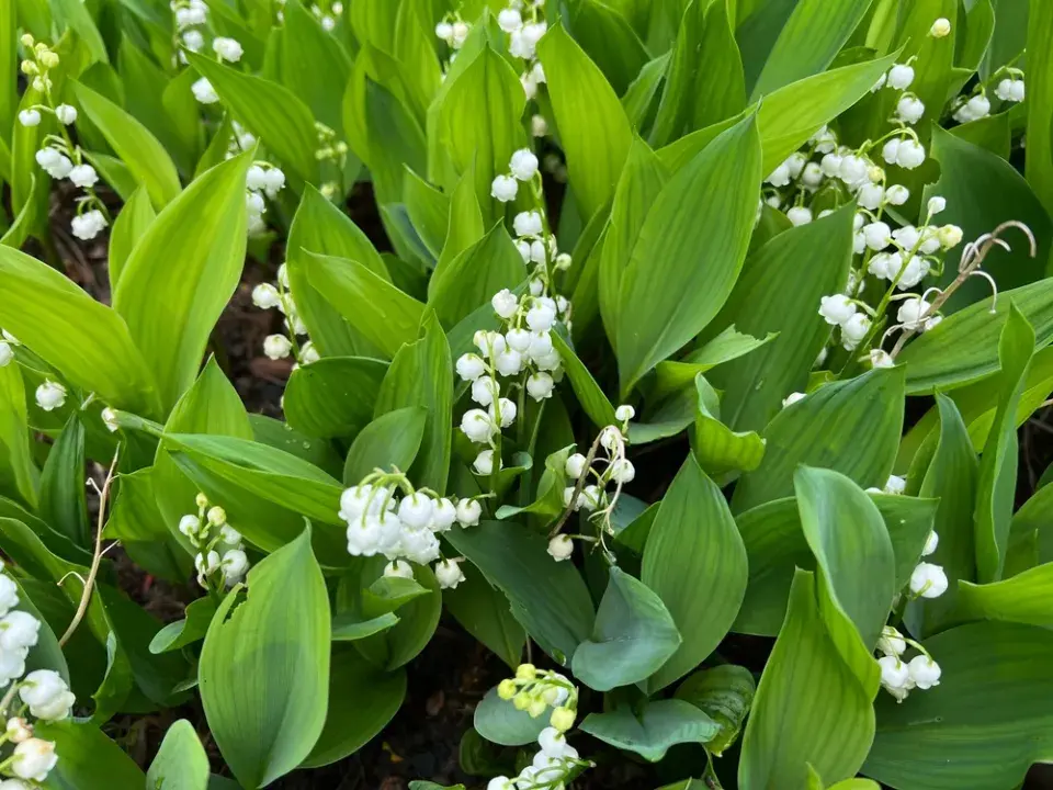 Konvalinka vonná (Convallaria majalis) 