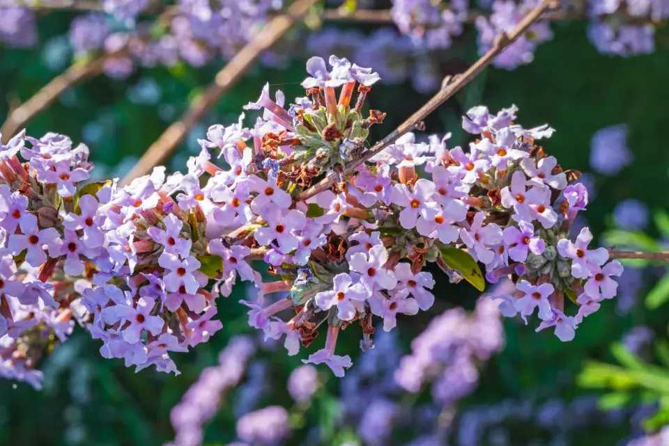 komule střídavolistá