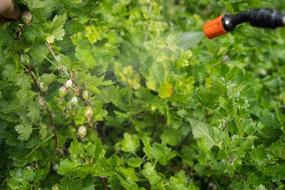 postřik musíte provést včas
