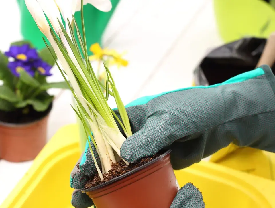 cibuloviny na balkoně