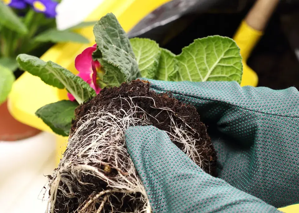 cibuloviny na balkoně