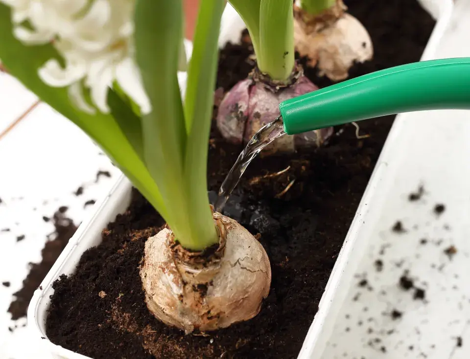 cibuloviny na balkoně