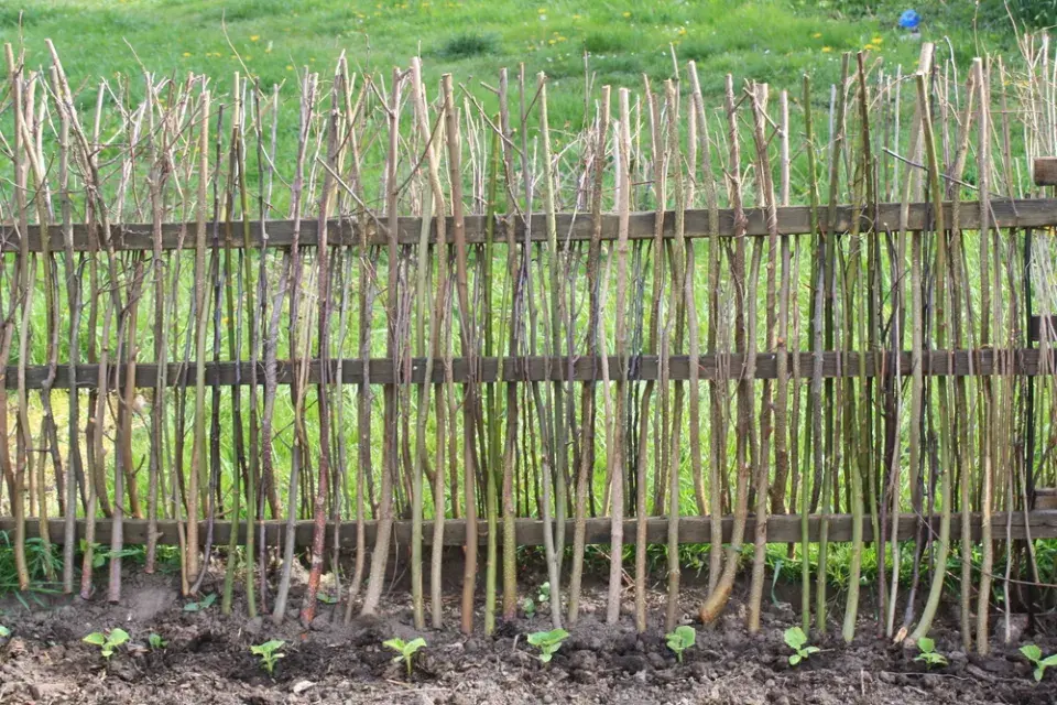 Líska obecná (Corylus avellana) 