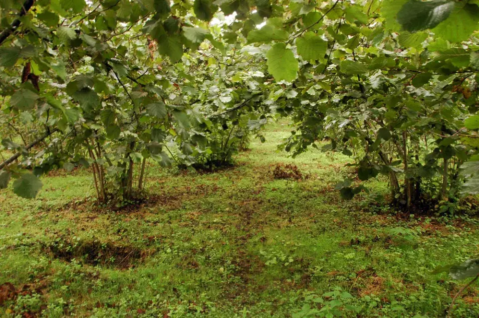 Líska obecná (Corylus avellana) 