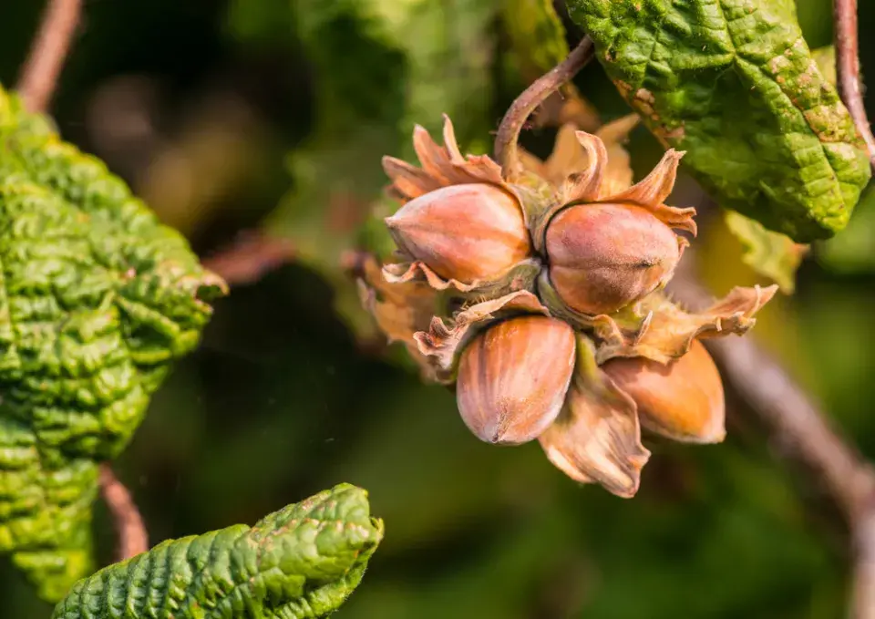 Líska obecná (Corylus avellana) 