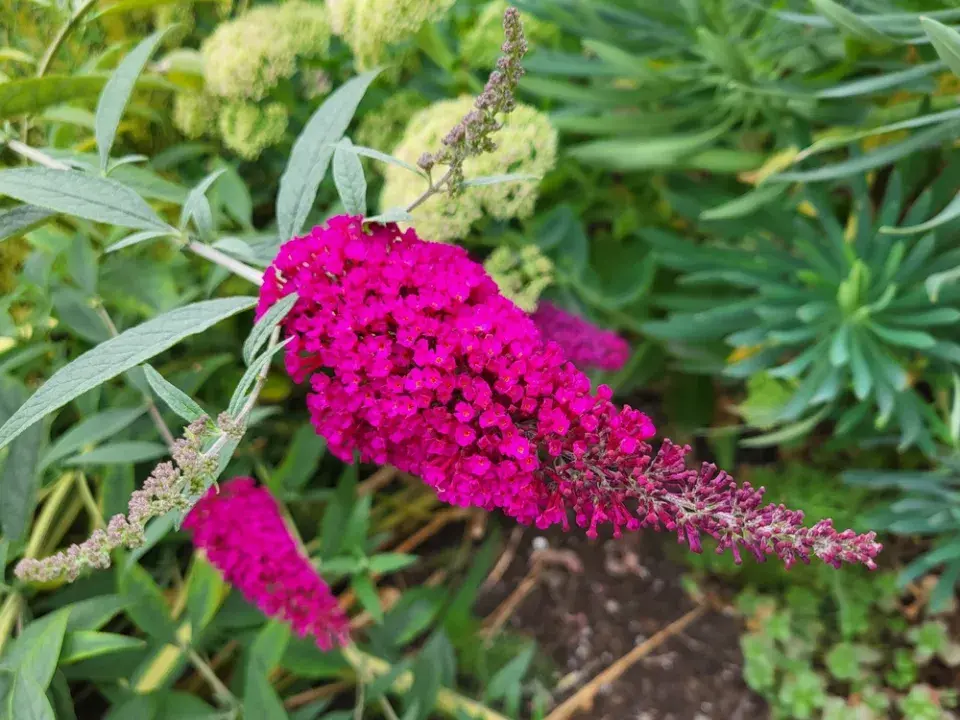 Komule Davidová (Buddleja davidii)