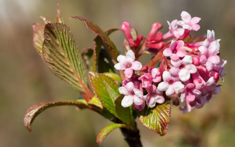 Kalina vonná (Viburnum farreri)
