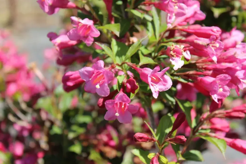 Vajgélie květnatá (Weigela florida)