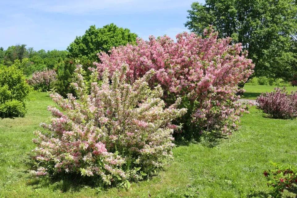 Vajgélie květnatá (Weigela florida)