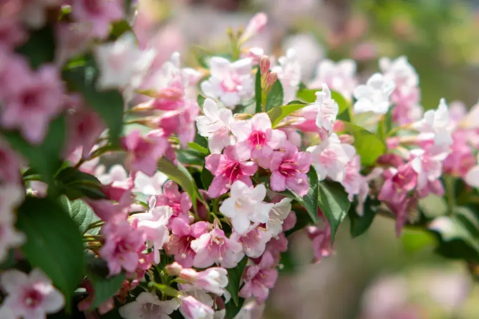 Vajgélie květnatá (Weigela florida)