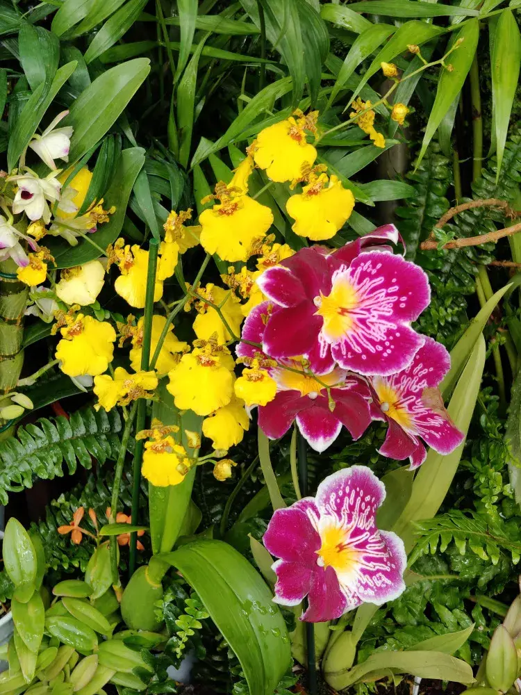 Výstava orchidejí - královny intrik ve Fata Morganě