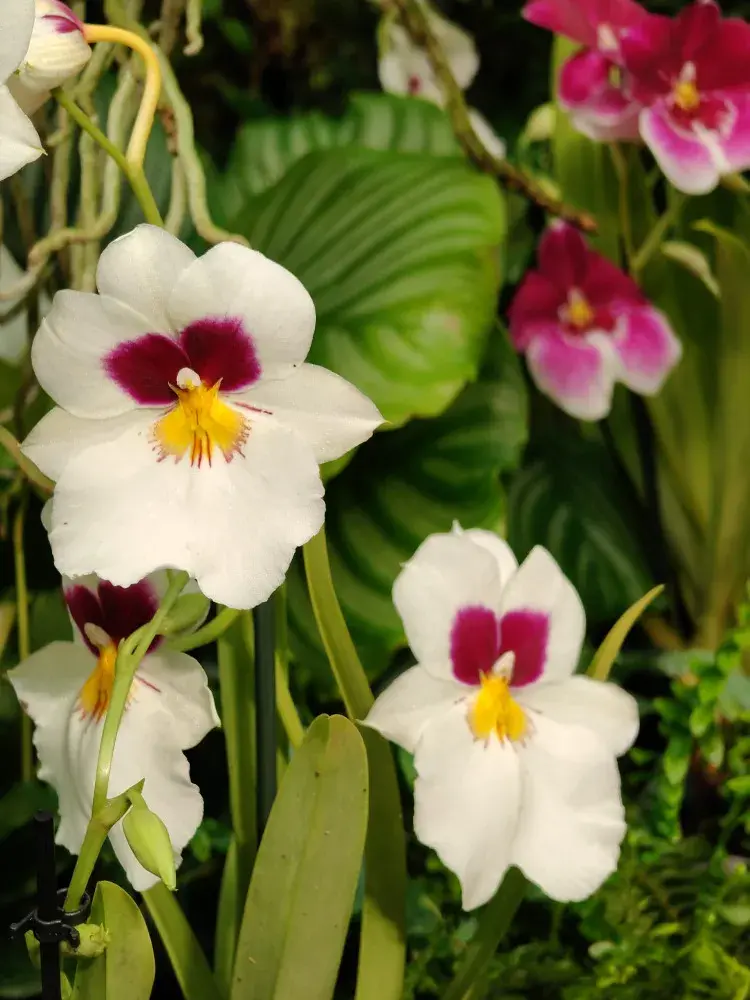 Výstava orchidejí - Královny intrik ve Fata Morganě