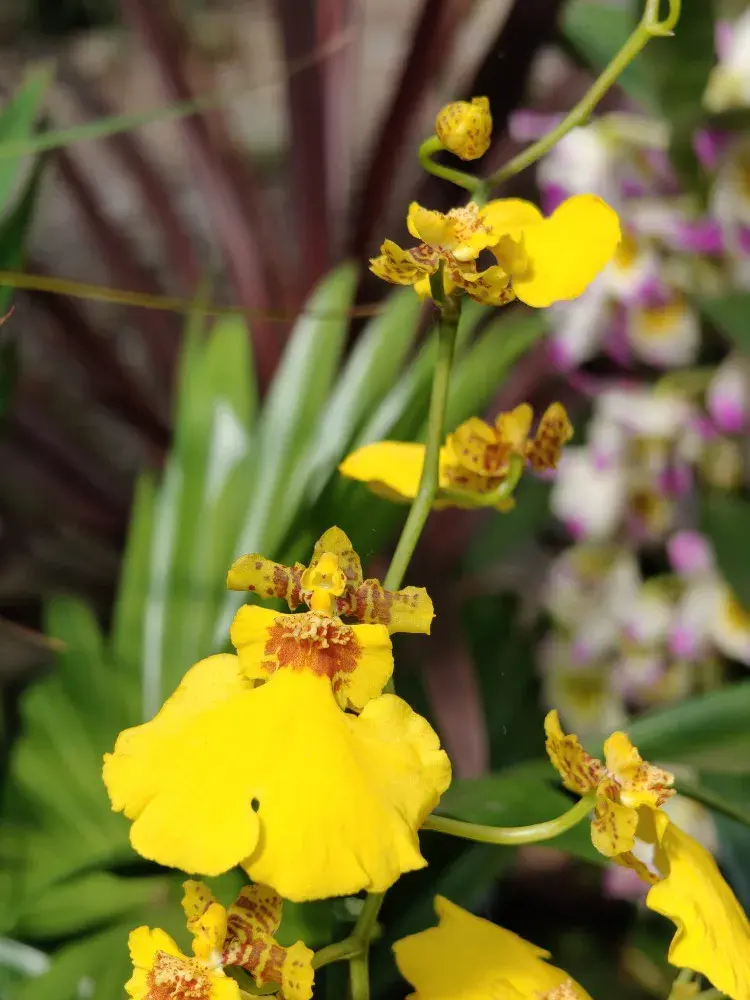 Výstava orchidejí - královny intrik ve Fata Morganě