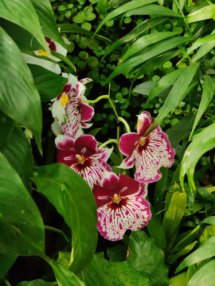 Výstava orchidejí - Královny intrik ve Fata Morganě