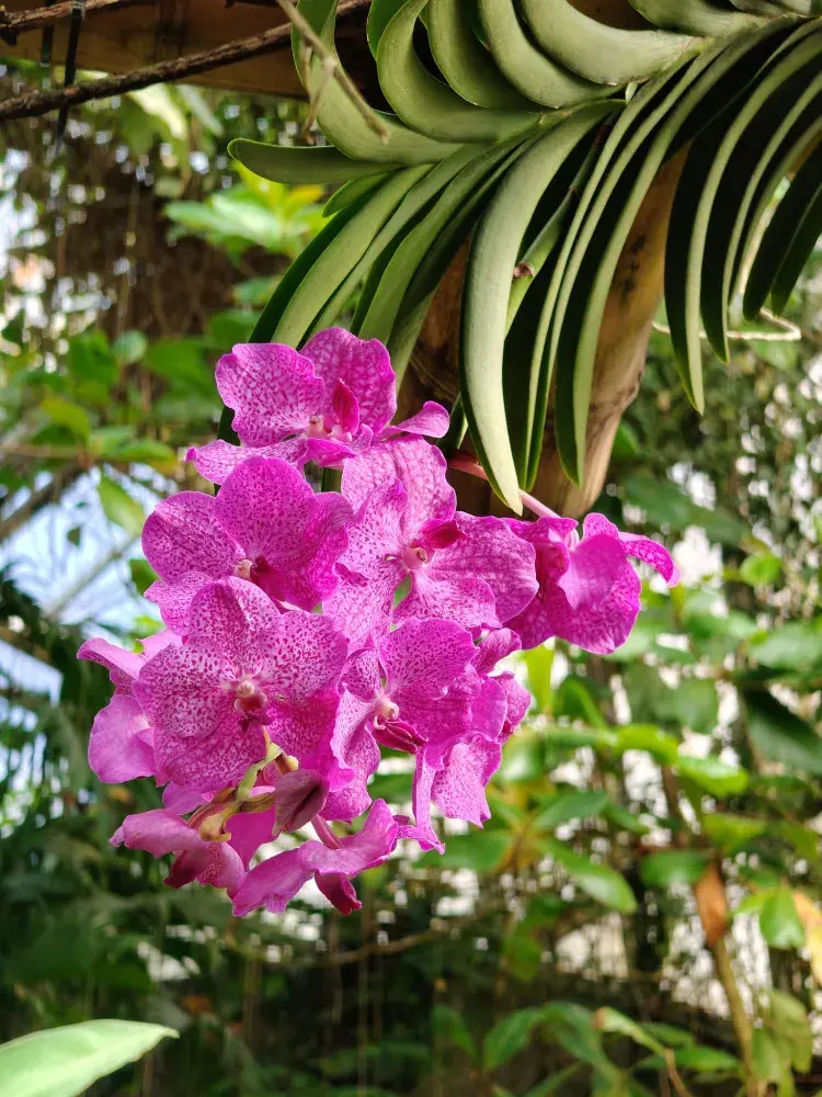 Výstava orchidejí - Královny intrik ve Fata Morganě