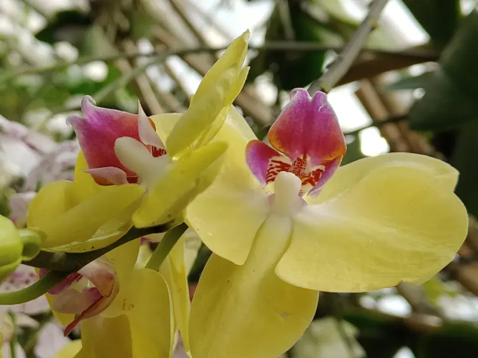 Výstava orchidejí - Královny intrik ve Fata Morganě