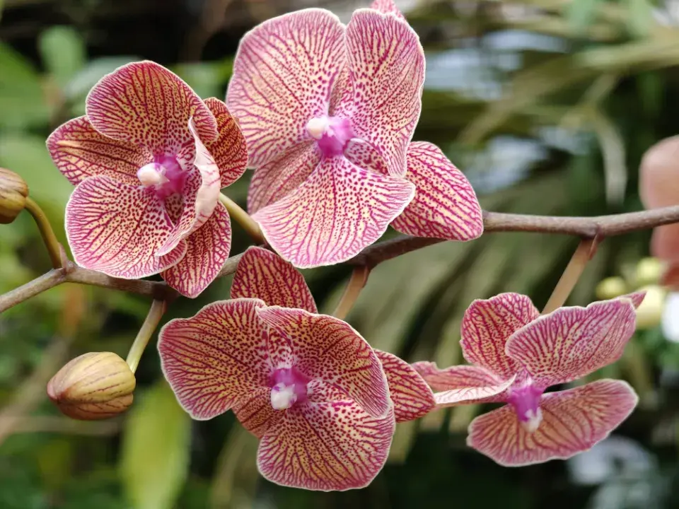 Výstava orchidejí - Královny intrik ve Fata Morganě