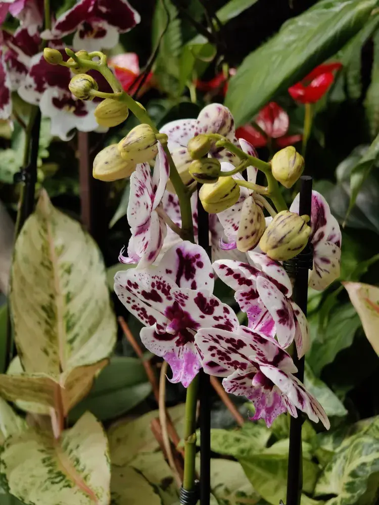 Výstava orchidejí - Královny intrik ve Fata Morganě