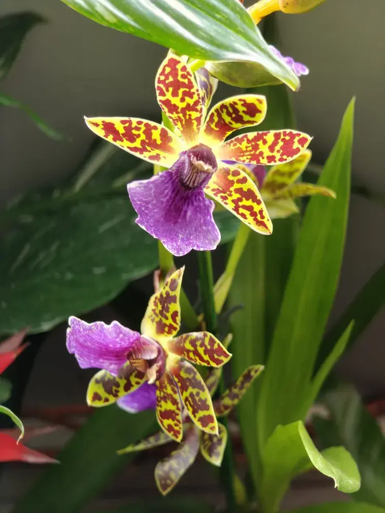 Výstava orchidejí - Královny intrik ve Fata Morganě