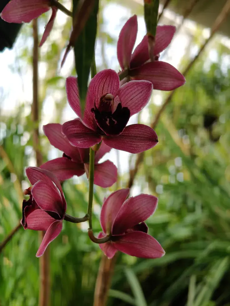 Výstava orchidejí - Královny intrik ve Fata Morganě