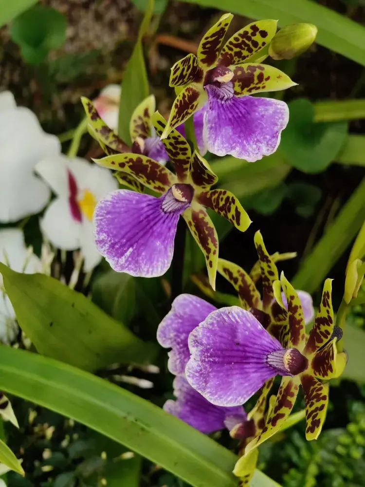 Výstava orchidejí - Královny intrik ve Fata Morganě