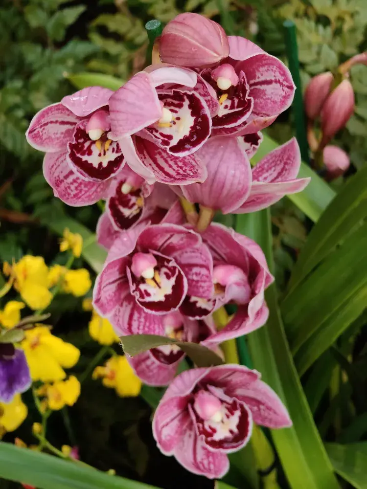 Výstava orchidejí - Královny intrik ve Fata Morganě