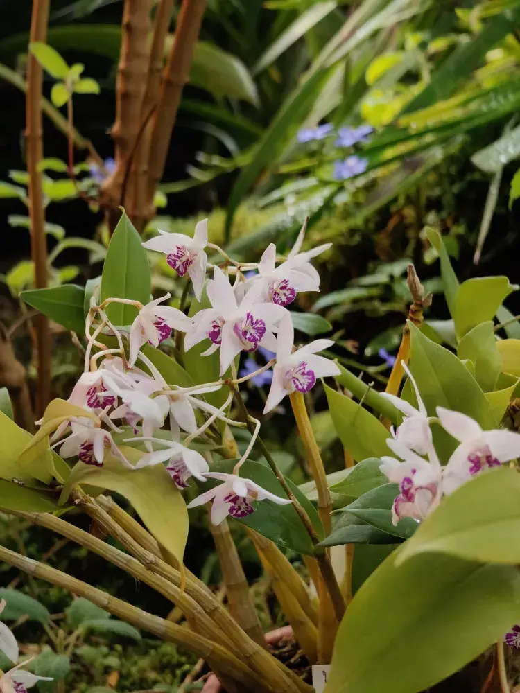 Výstava orchidejí - Královny intrik ve Fata Morganě