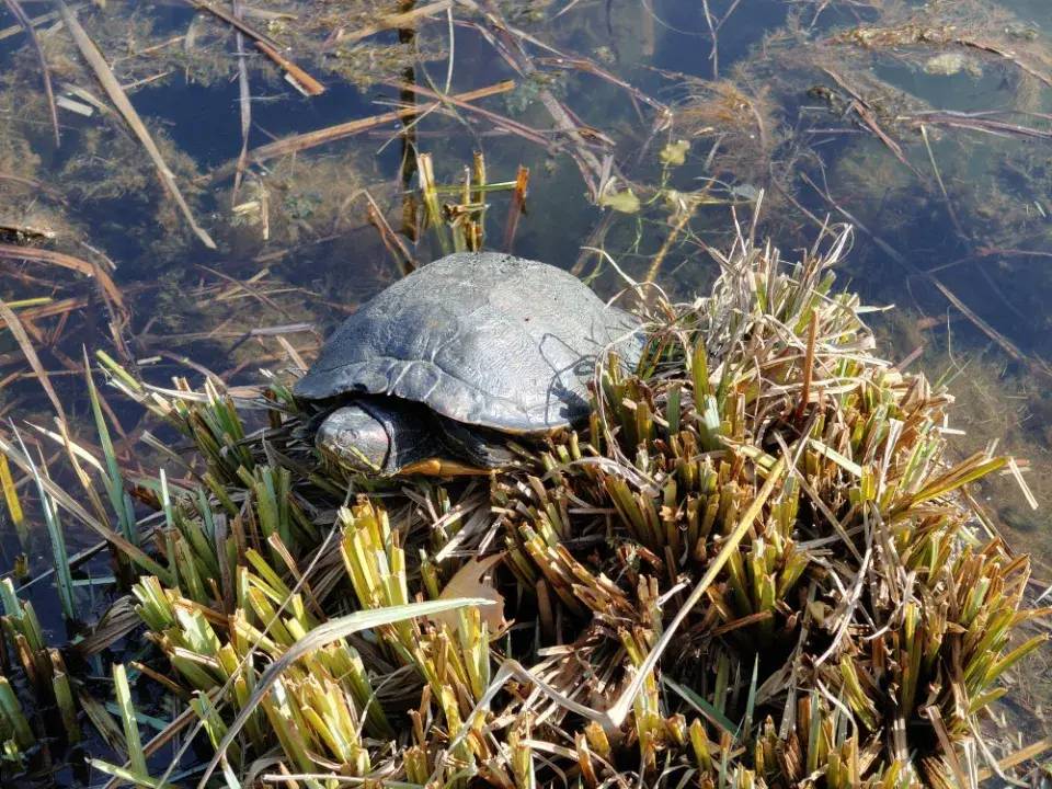 obyvatelé jezírka v horní části zahrady