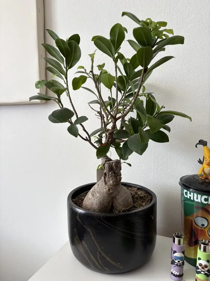 Ficus ginseng je pokojová rostlina vhodná pro začátečníky