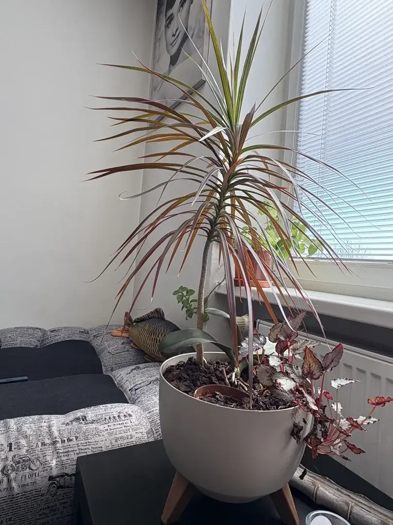 Květinovou zahrádku dostala Aneta k narozeninám