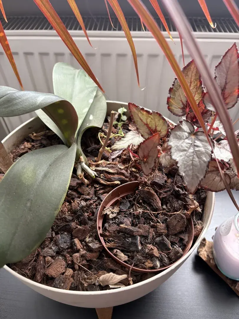 Květin nevyžadují mnoho péče