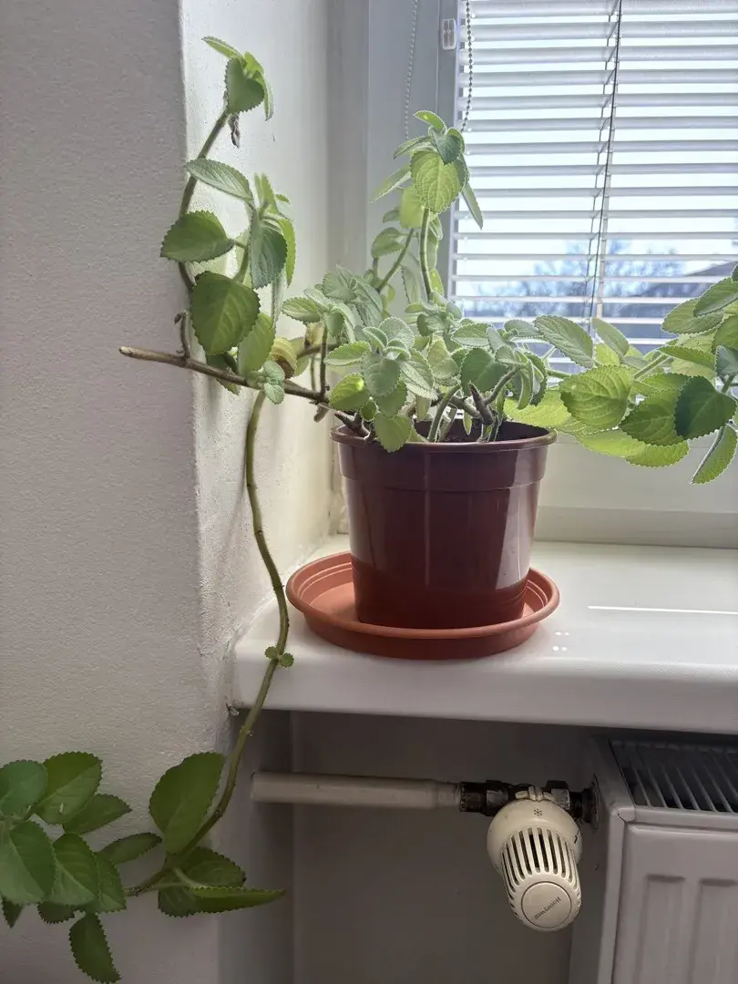 Rýmovníku se v bytě daří, má pozitivní účinky na zdraví