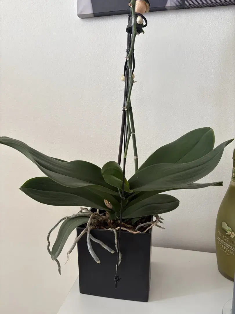 Orchideje mohou opakovaně kvést, když se o ně správně postaráte