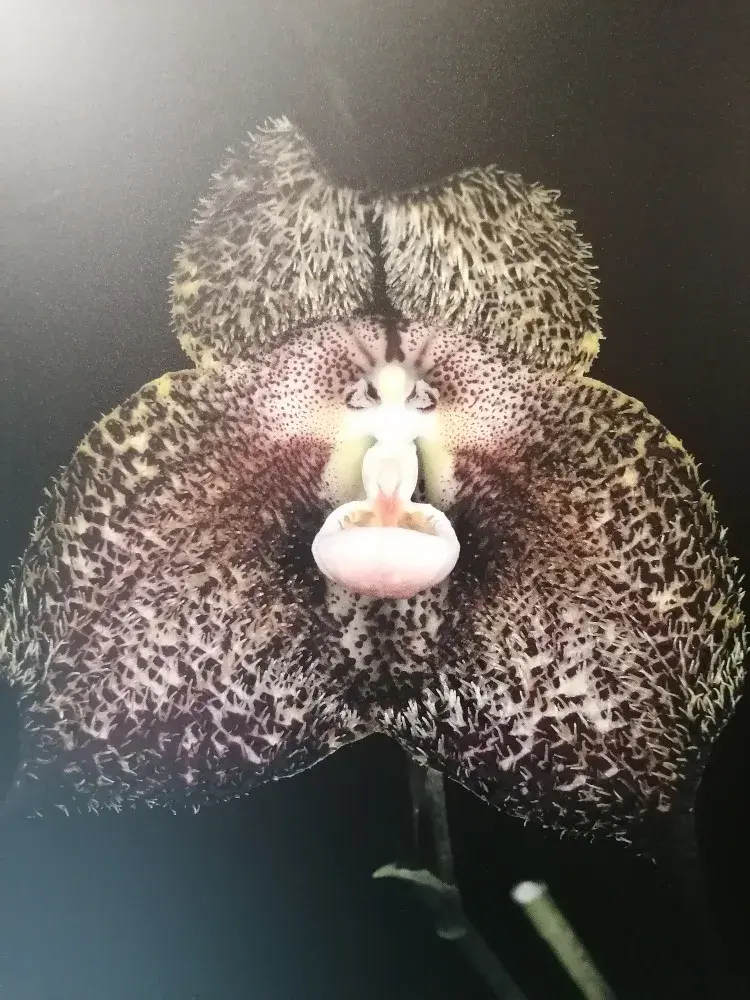 Dracula mezi orchidejemi