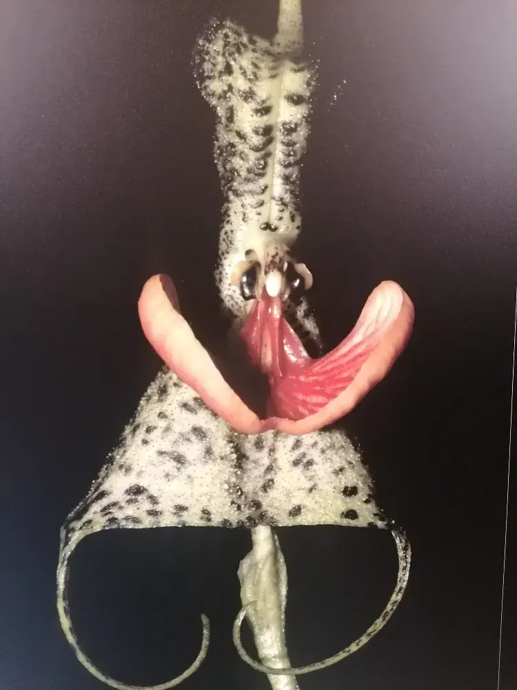 Dracula chestertonii