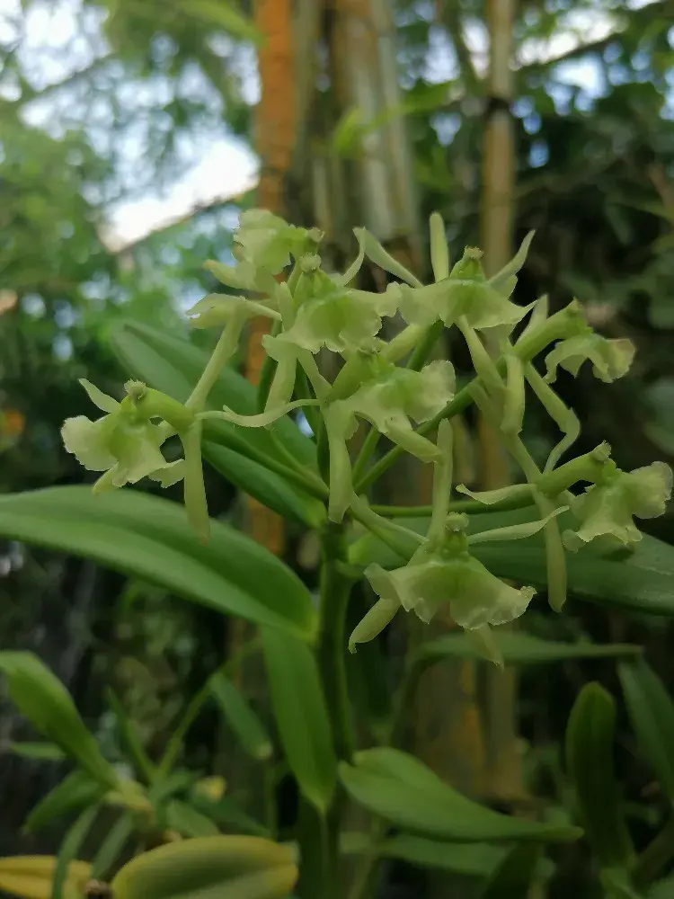 Epidendrum difforme