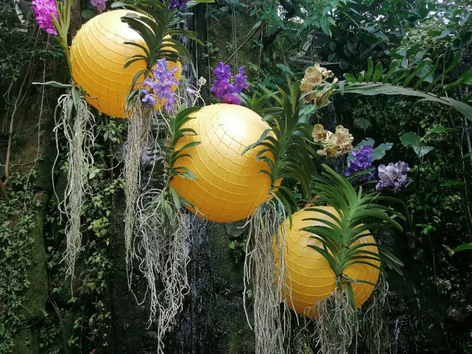 Výstava orchidejí v pražské Fata Morganě