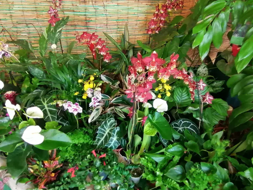 Výstava orchidejí - královny intrik ve Fata Morganě