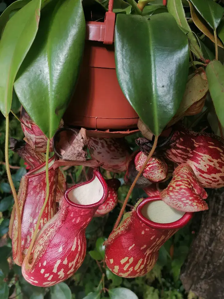 masožravé láčkovky