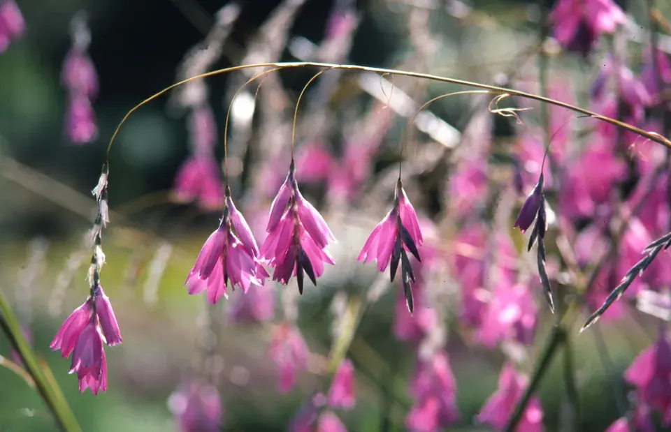 dierama