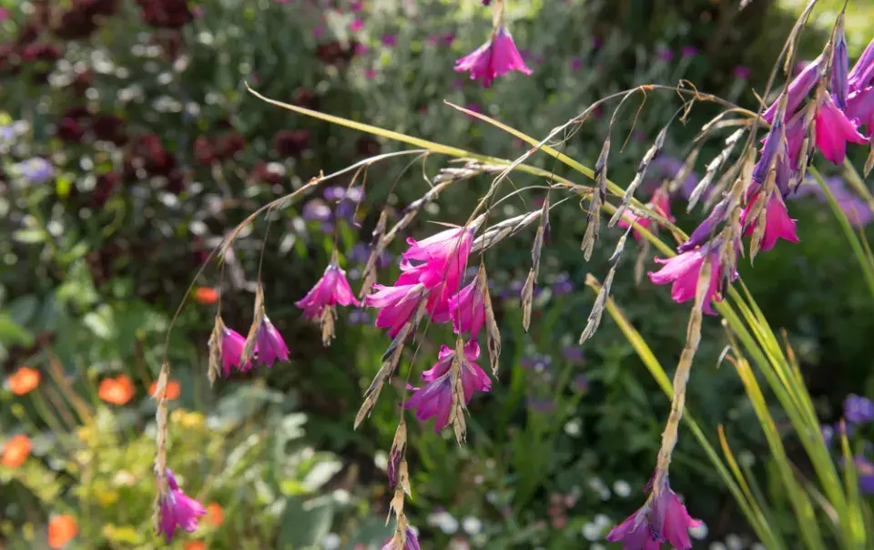 dierama