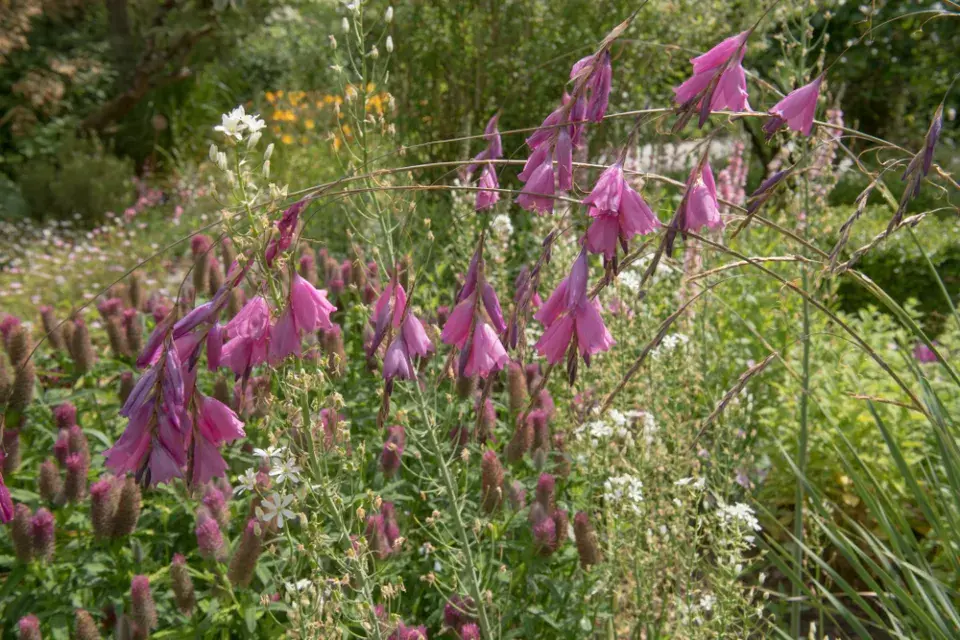 dierama