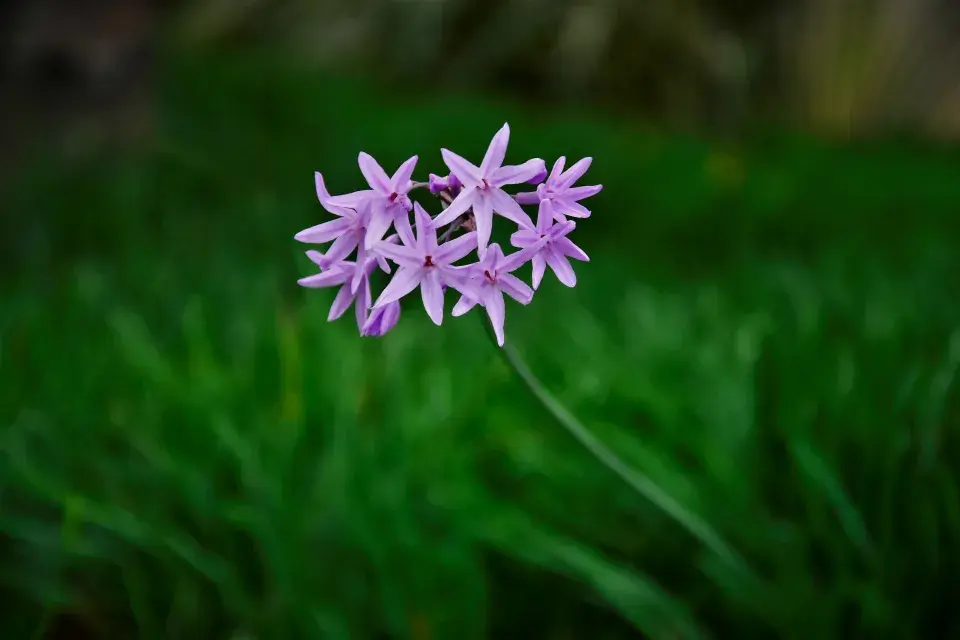 česneková tráva krásně kvete