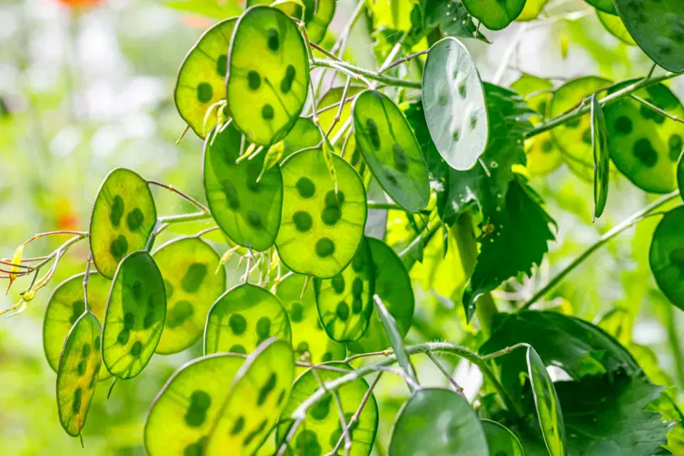 měsíčnice roční