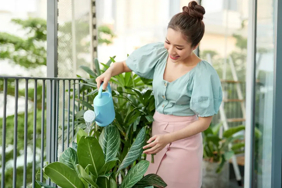 pokojovým rostlinám bude v létě lépe venku